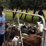 Milk producing goats